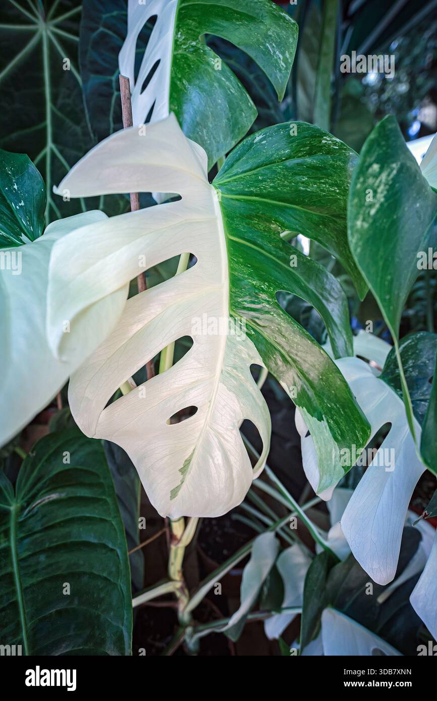 Eine groe Pflanze von Monstera Deliciosa variegated, eine der teuersten  tropischen Pflanzen der Welt Stockfotografie - Alamy