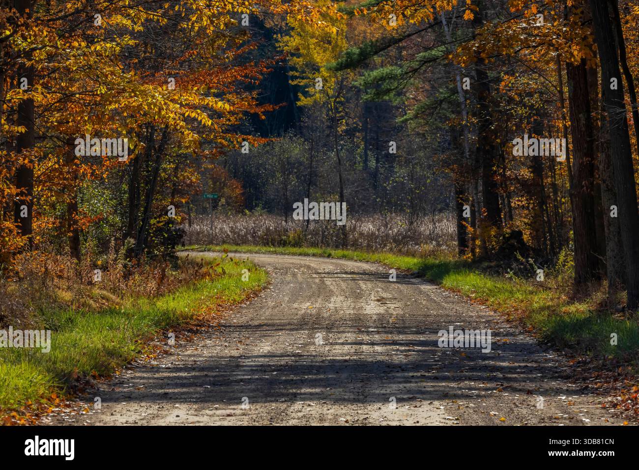 Herbststraße durch den Wald im Mecosta County, Michigan, USA Stockfoto