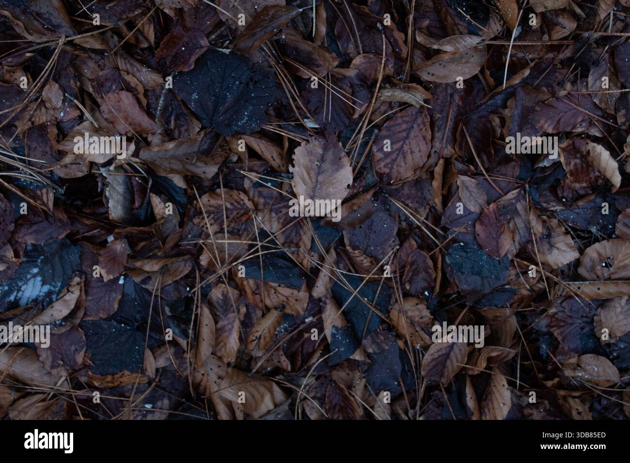 Hochauflösender Naturwaldboden, der mit herbstlichen Blättern und Kiefernnadeln bedeckt ist, erzeugt eine dunkle organische Hintergrundstruktur mit Erdtönen Stockfoto