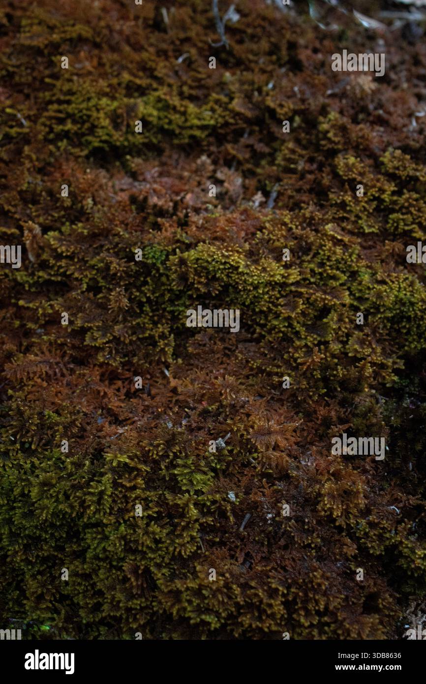 Dichtes grünes und braunes Waldmoos, das eine weiche organische Oberflächenstruktur bildet, ideal für umweltfreundliches Design, Naturhintergründe und Umweltkonzept Stockfoto