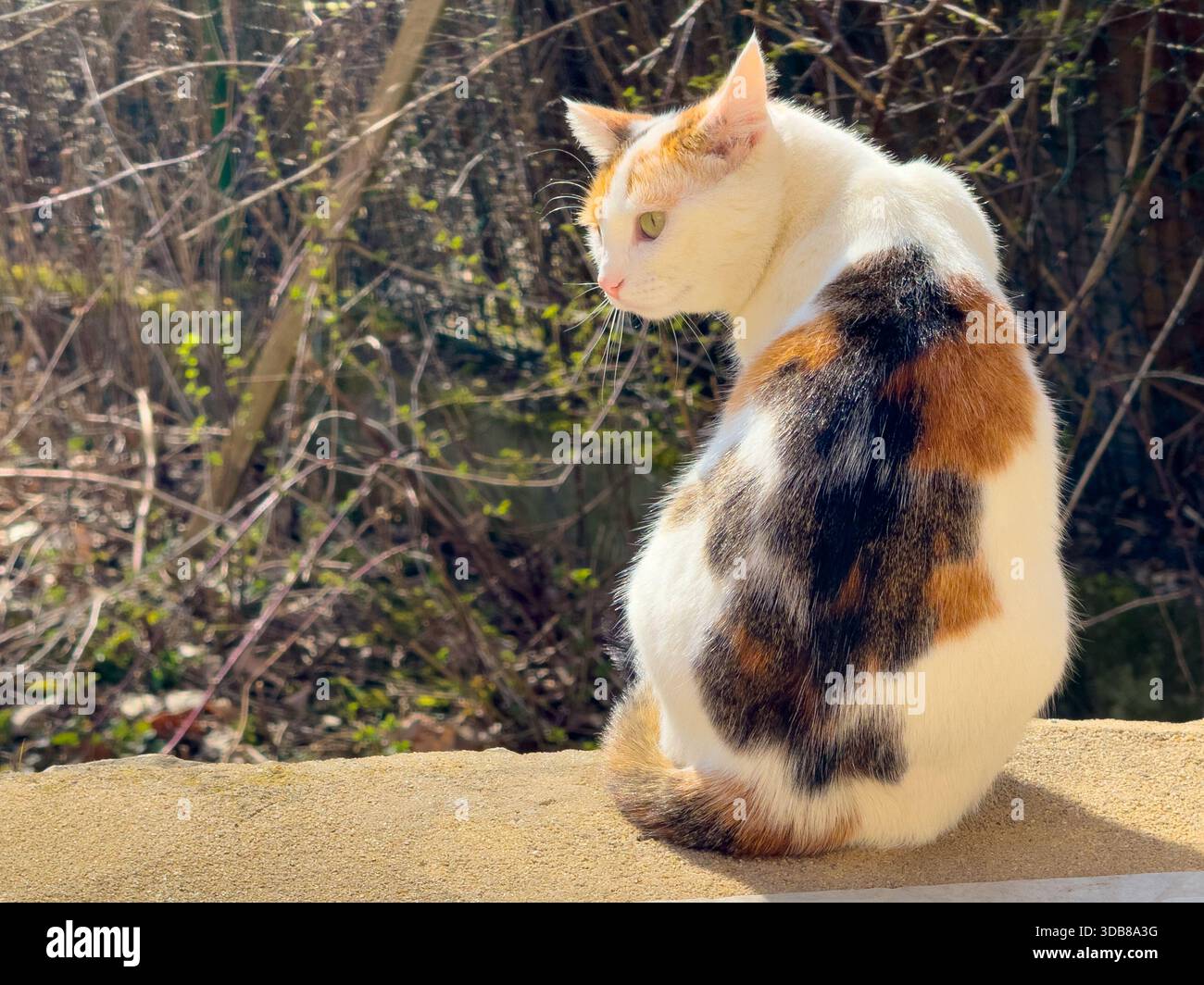 Calico-Katze sitzt draußen an einer Wand und genießt warmes Sonnenlicht auf ihrem Fell Stockfoto