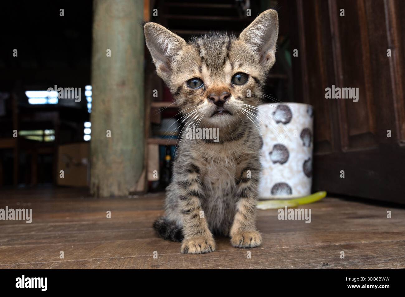 Tabby-Kätzchen sitzen auf einem Holzboden in einem rustikalen belizischen Haus und schauen direkt in die Kamera. Stockfoto