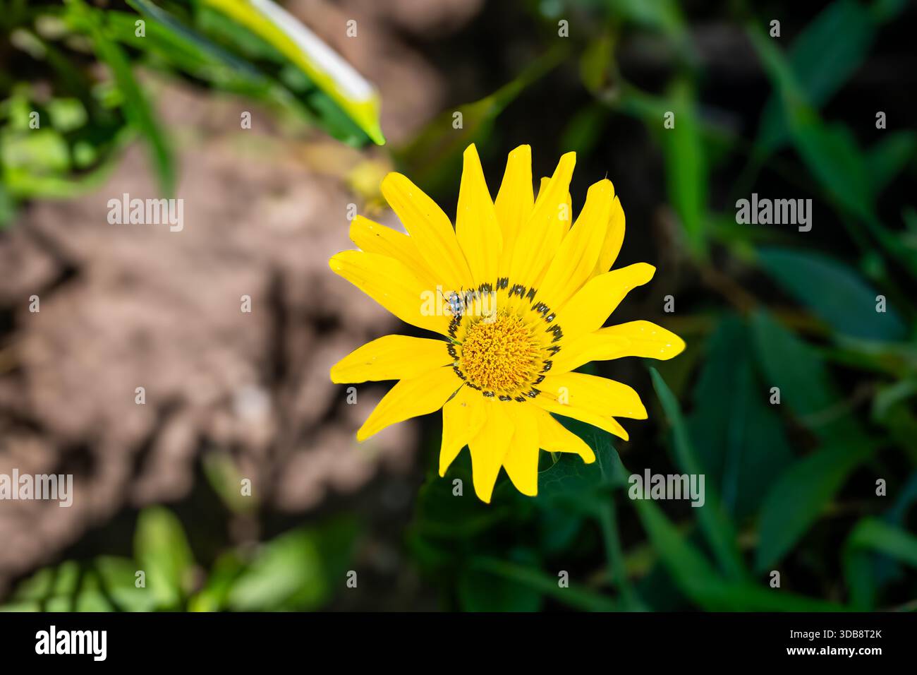 Eine detaillierte Ansicht von oben nach unten einer einzelnen hellgelben Gazania Blume (Schatzblume) mit einem dunklen Zentrum und einem kleinen dunklen Insekt auf einem Blütenblatt, Set Stockfoto