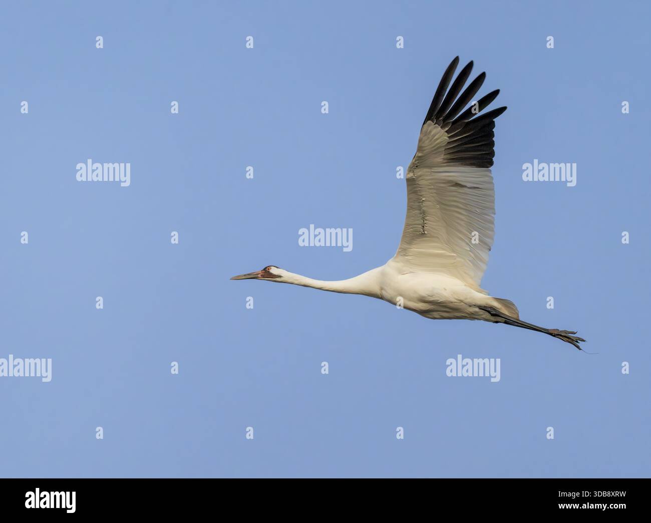 Der Keuchkran (Grus americana), eine gefährdete Kranart, im Flug auf dem blauen Himmel Hintergrund, Nahaufnahme Stockfoto