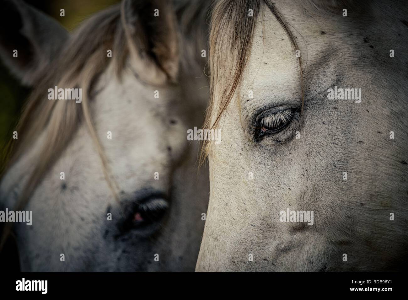 Detail von Pferdeschichten mit Weichzeichner Stockfoto