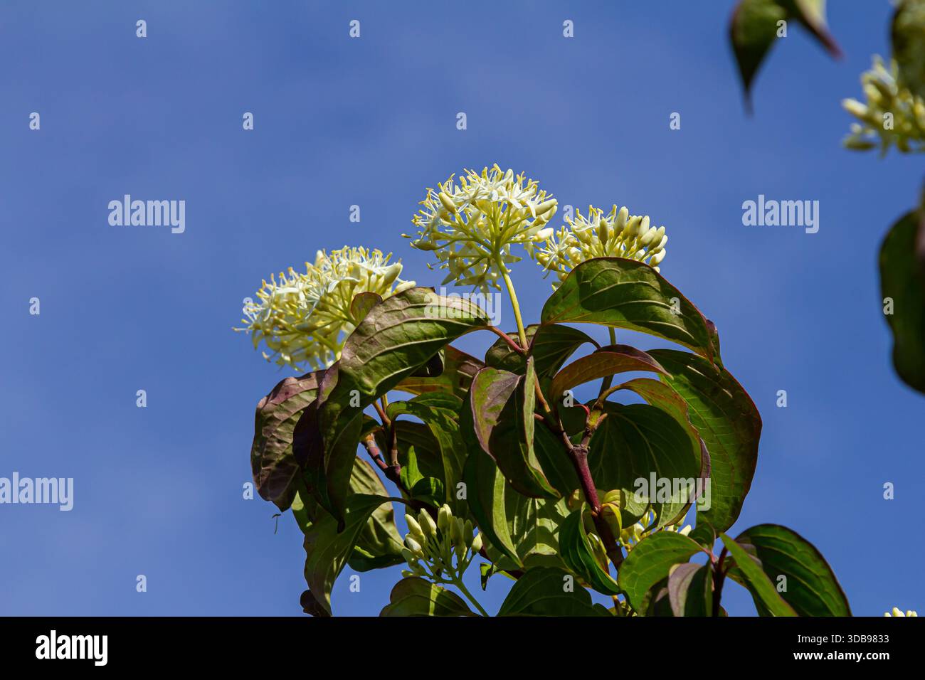 Cornus sanguinea rote Hundepflanze mit Blüte und vollem Blatt. Cornus drummondii, mit winzigen weißen Blüten. Blühender Sträucher der Cornus-Kontroverse in der spr Stockfoto