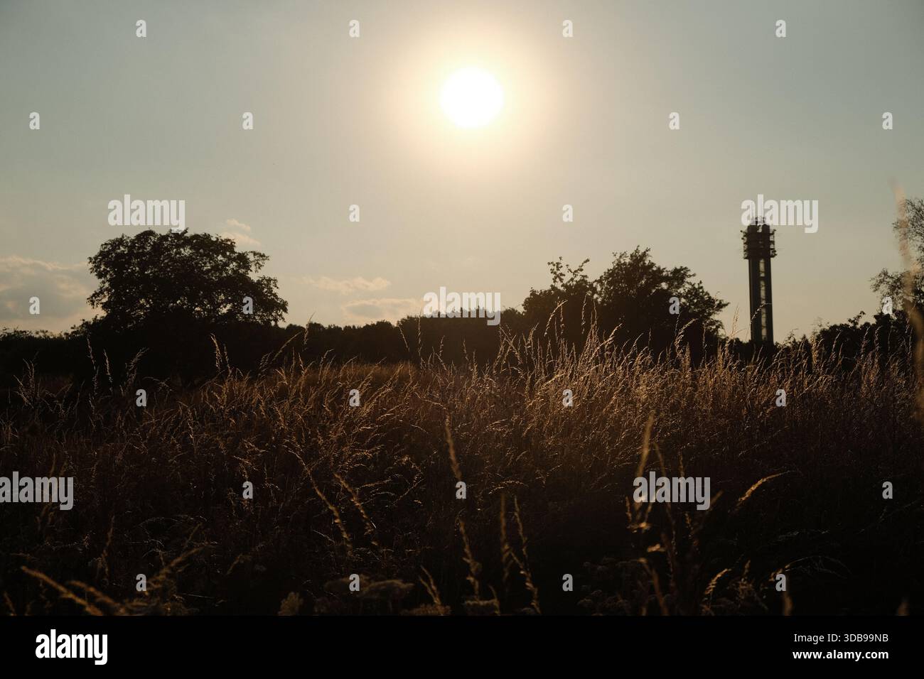 Warmes Abendlicht beleuchtet ein Feld aus trockenem Gras mit weit entfernten Bäumen und einer Silhouette des Kommunikationsturms. Stockfoto