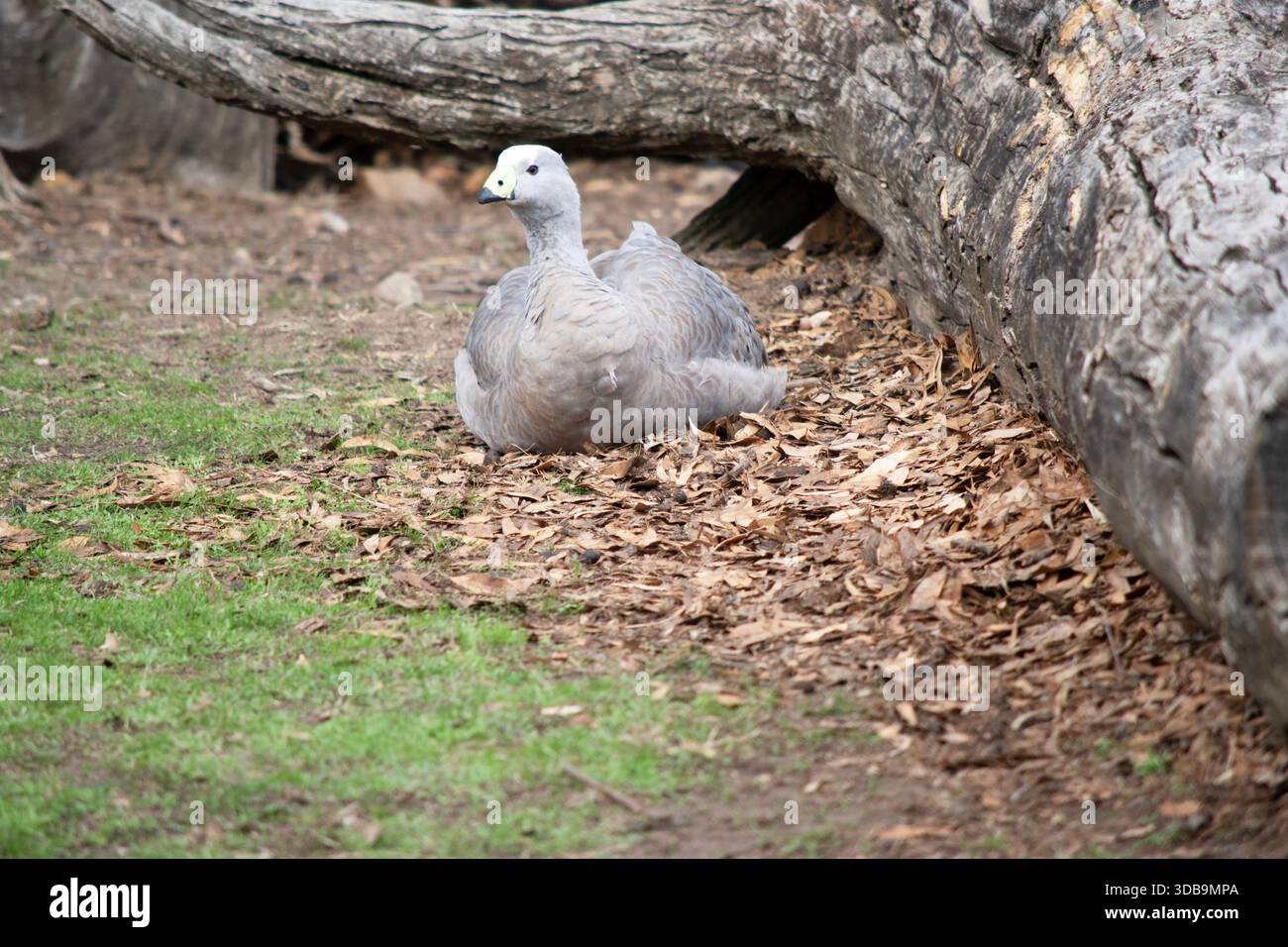 Die Kapbarren-Gans ist eine sehr große, hellgraue Gans mit einem relativ kleinen Kopf. Es hat Reihen großer dunkler Flecken in Linien über den Schultern und Stockfoto