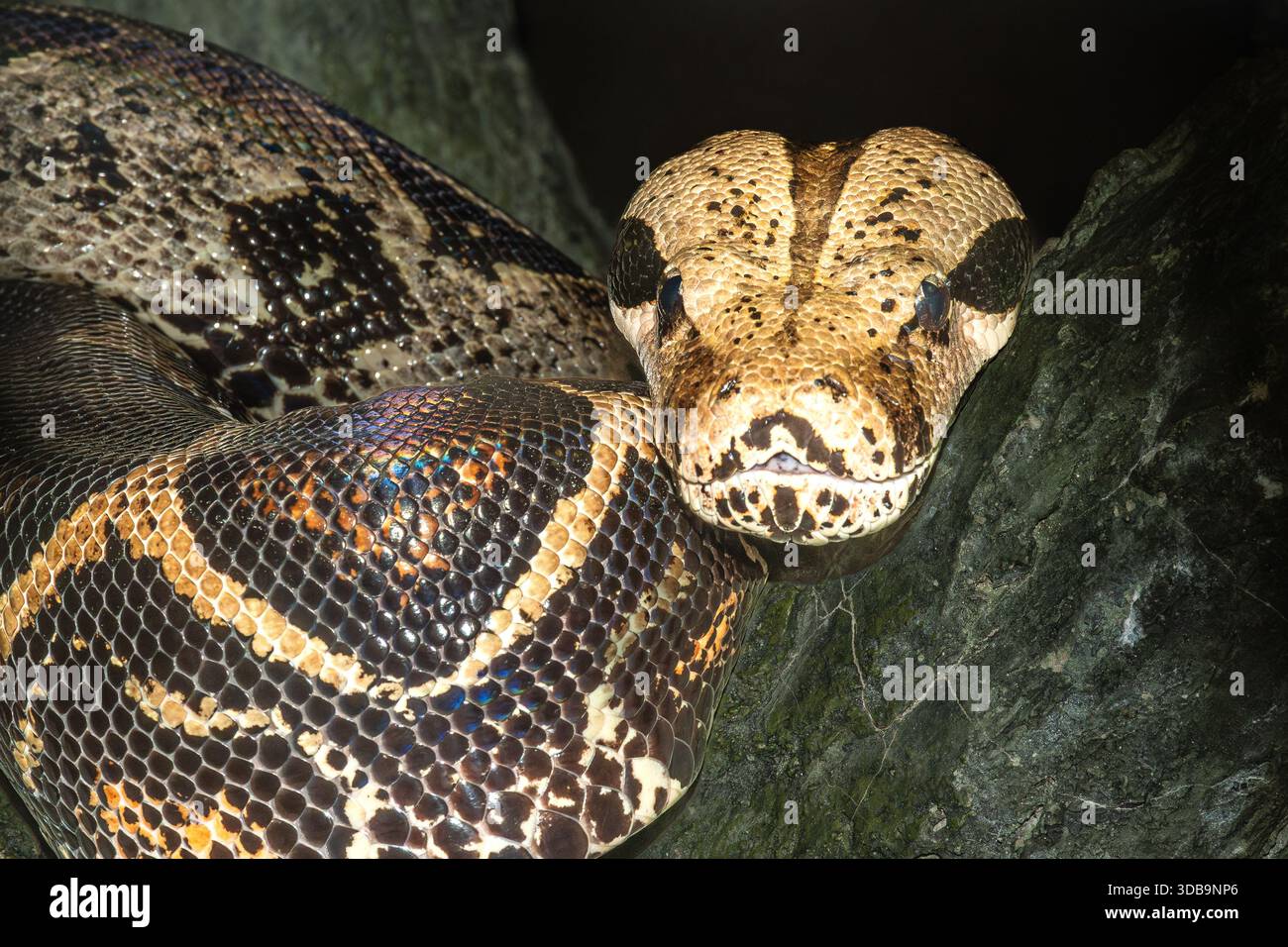 Ich bin ein großer Fan von Schlangen und verbringe viel Zeit damit, zu beobachten und zu fotografieren Stockfoto