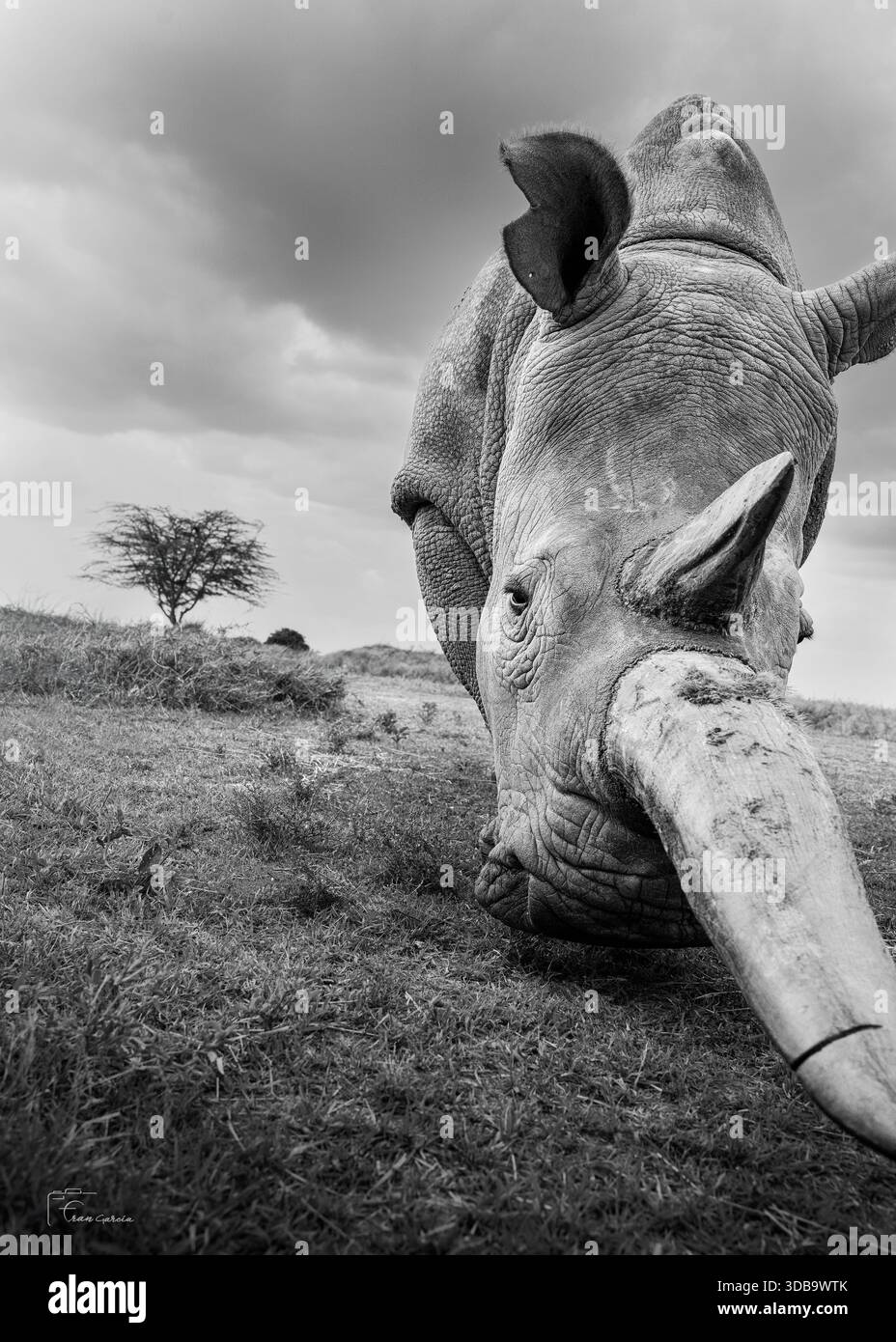 Dramatisches Schwarz-weiß-Porträt eines grasenden Rhinozeros Stockfoto