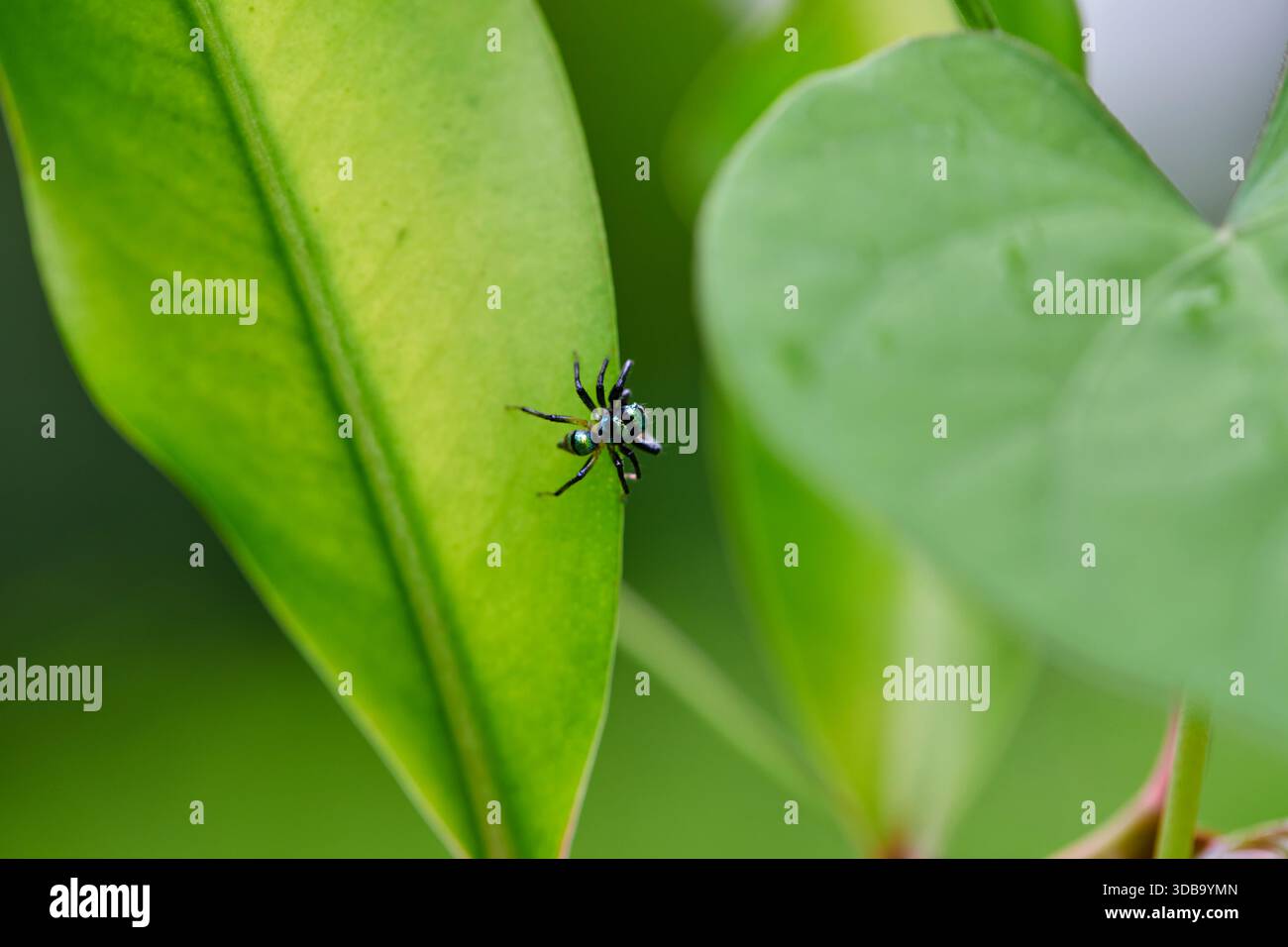 Nahaufnahme der Spinne auf dem Blatt Stockfoto