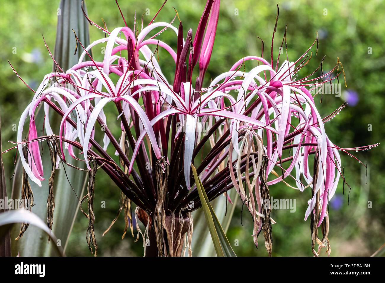 Nahaufnahme der asiatischen Giftblume (Crinum asiaticum). Rosafarbene und weiße Blüten; Regentropfen aus jüngstem Regen. In Asien beheimatet. Stockfoto