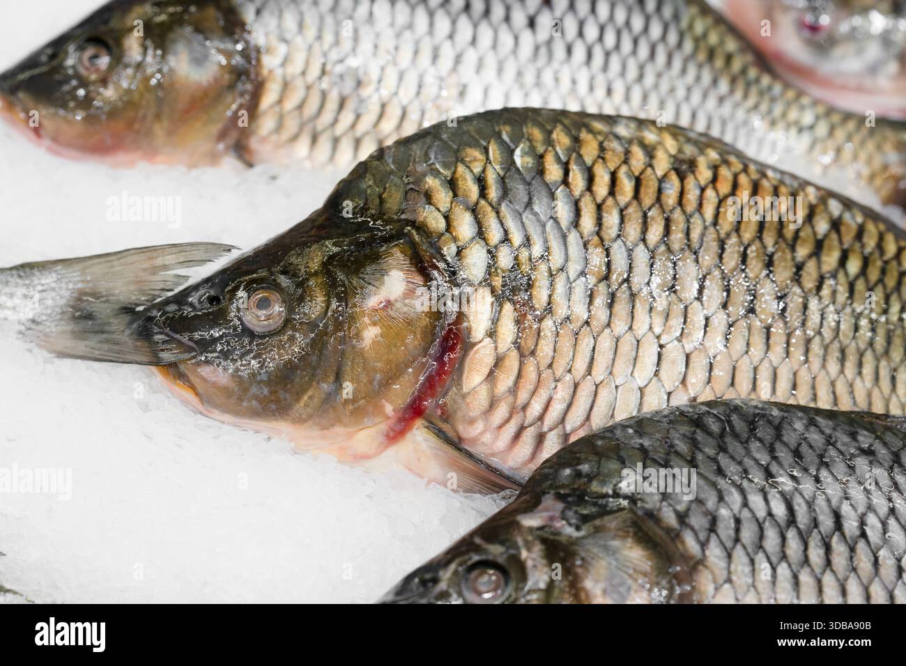 Nahaufnahme des frischen Flussfischkarpfens auf Eis. Auswahl an frischem Fisch Stockfoto