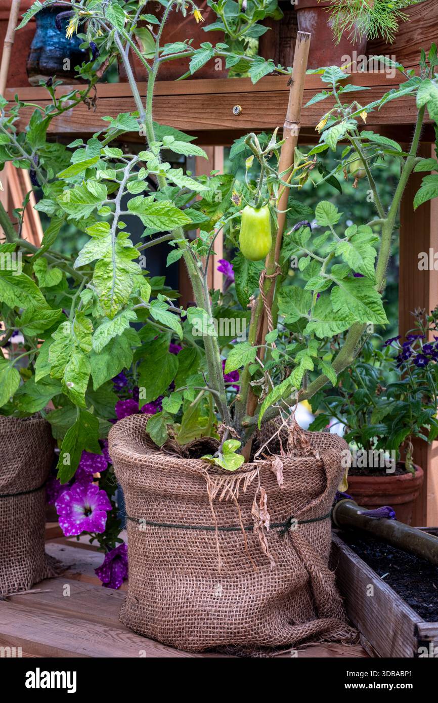Tomatenpflanze, die in einem Behälter wächst, in hessisches Sacktuch gewickelt, in einem Holzgewächshaus Stockfoto