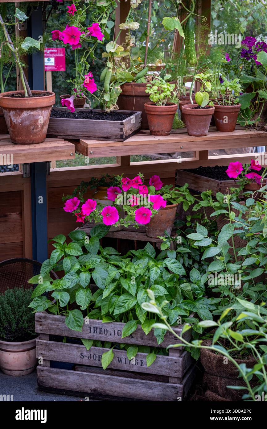 Im Inneren eines Holzgewächshauses mit Regalen, die Terrakottatöpfe stützen und mit zarten Jahrespflanzen gefüllt sind Stockfoto