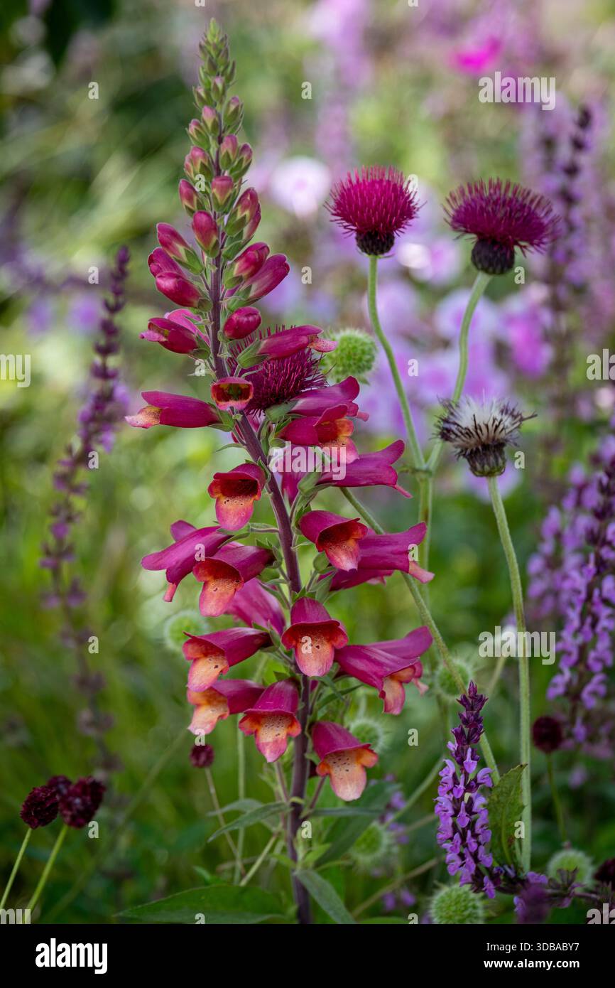 Digitalis „Himbeere“, Foxglove Stockfoto