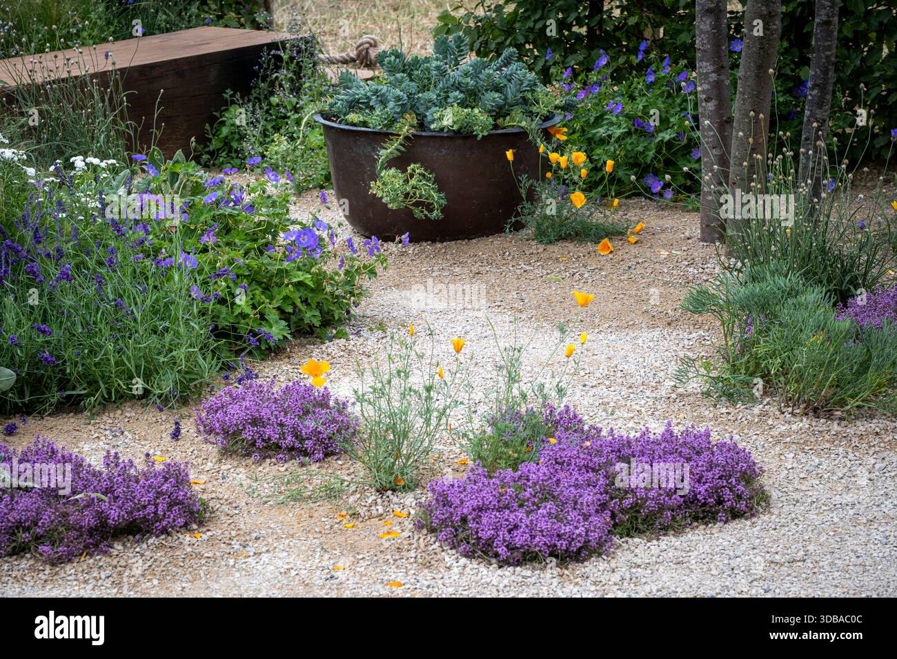Trockenanpflanzung mit trockenverträglichen Pflanzen wie Geranium, Lavendel, Mohn und Thymian Stockfoto
