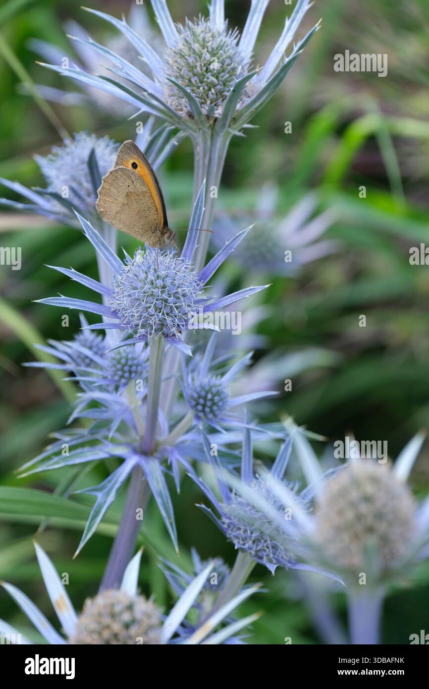 Eryngium olivierianum Jos Eijking, Eryngo Jos Eijking, Eryngium zabelii Jos Eijking, blaue Stiele, Wiesenbraun, Maniola jurtina Futterkegel Small flo Stockfoto