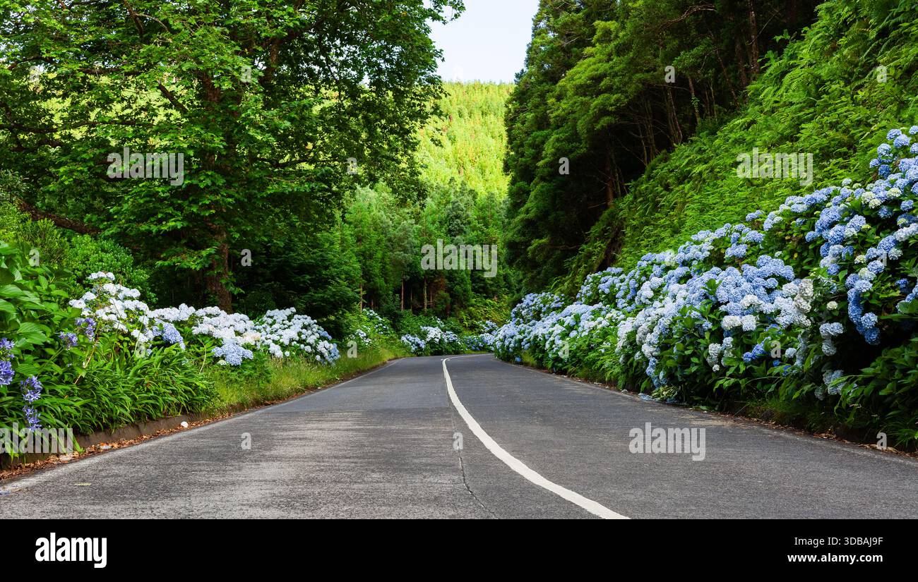 Hortensien blühen entlang einer malerischen Straße in Sete Cidades, Azoren. Üppiges Grün und leuchtend blaue Blumen umgeben den gewundenen Pfad. Stockfoto