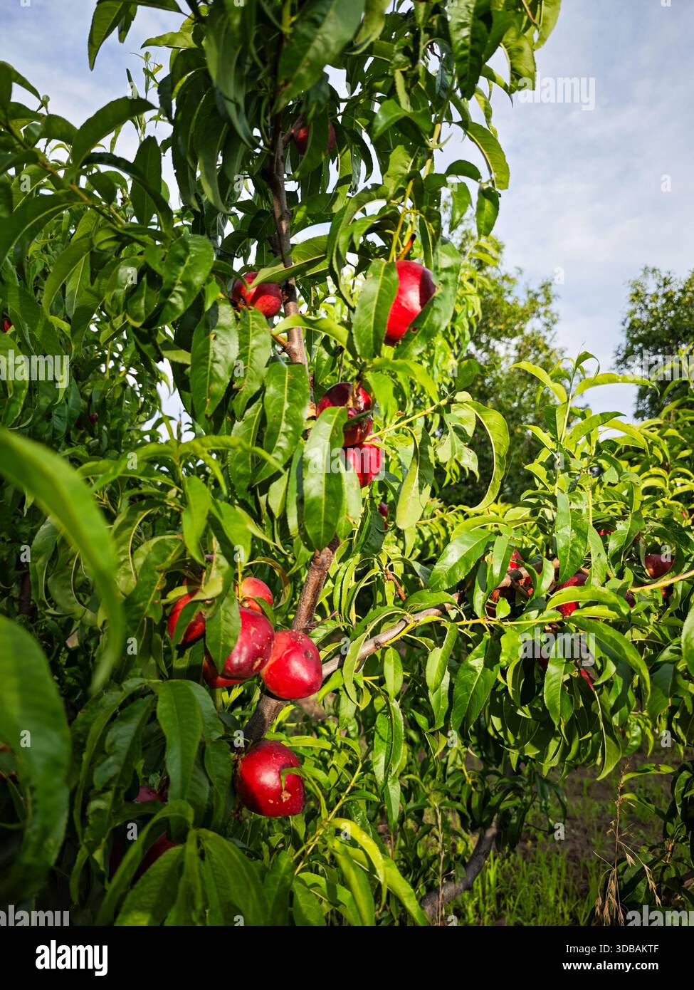 Reife Pfirsiche am Baum Stockfoto