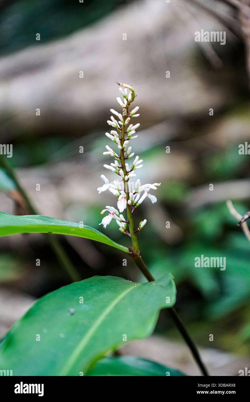 Zarte weiße Ingwerblüten blühen in einem üppigen tropischen Waldunterholz, Makrobotanische Naturfotografie. Stockfoto