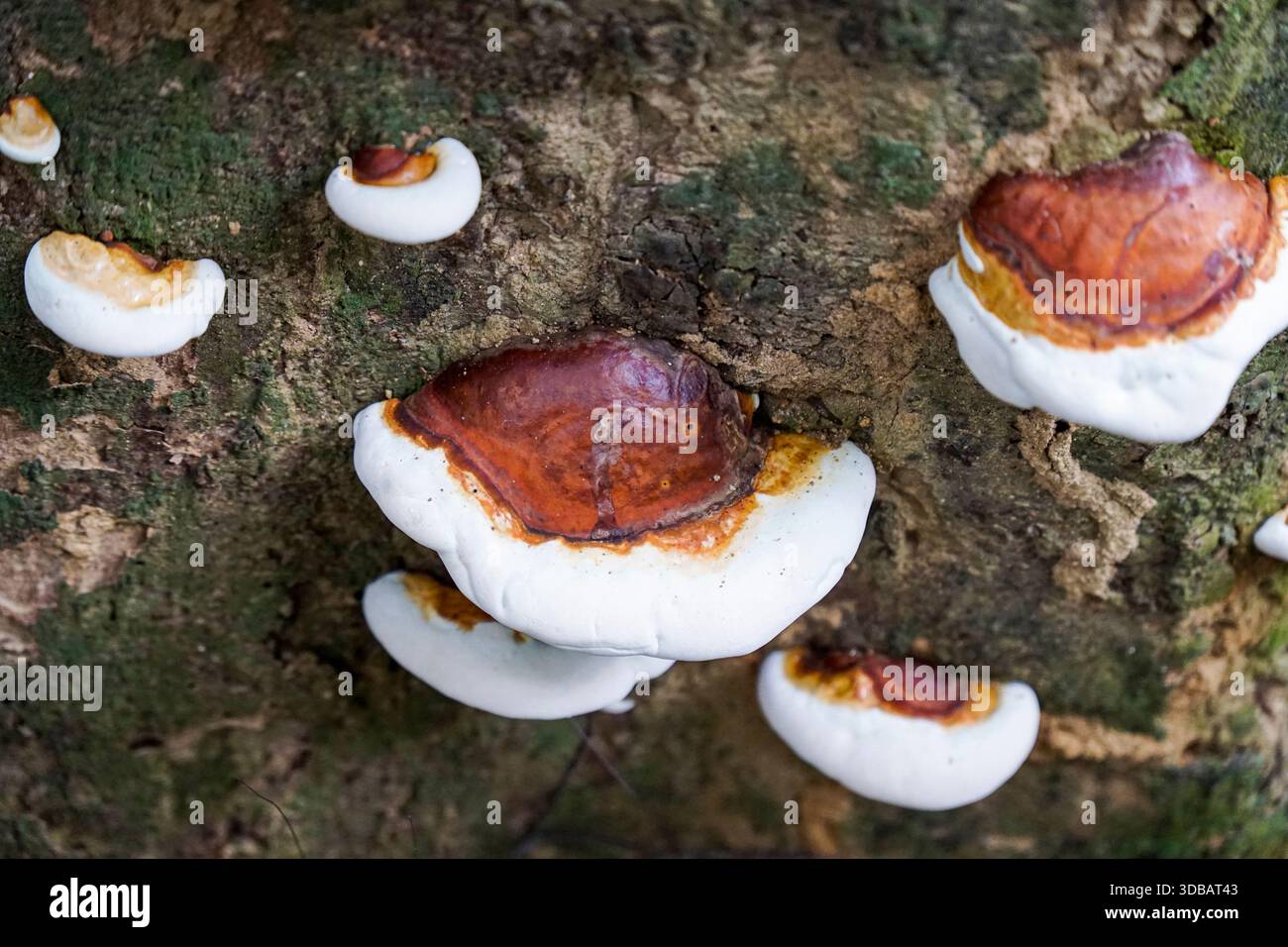 Wilde Ganoderma Lucidum- oder Reishi-Pilze, die auf einem moosigen Baumstamm wachsen und medizinische Pilze in einer natürlichen Waldumgebung hervorheben. Stockfoto
