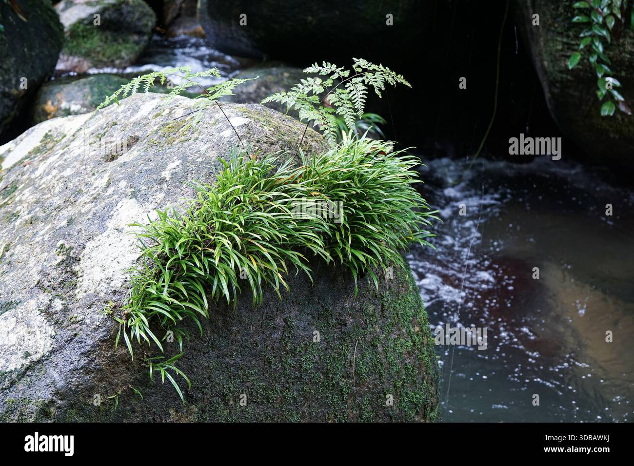 Üppig grüne Farne und Moos wachsen auf Felsen neben einem fließenden Bach in einem Wald. Stockfoto