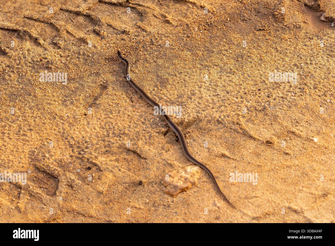 Wahrscheinlich überquert die mit Buff gestreifte Keelback-Schlange (Amphiesma stolatum) Sandy Ground im Yala-Nationalpark, Sri Lanka Stockfoto