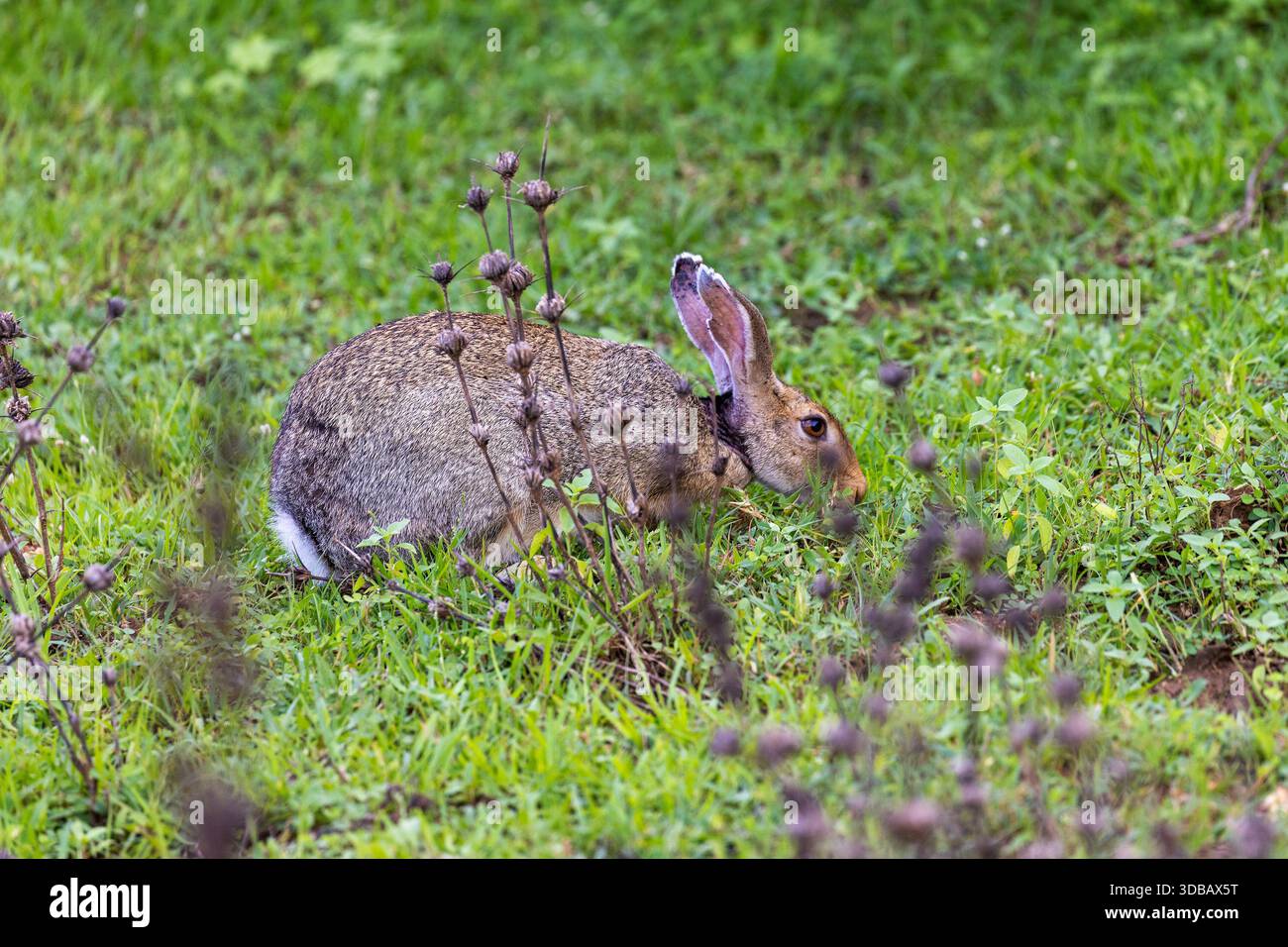 Indischer Hase (Lepus nigricollis) auf der Suche nach Grasland, Yala-Nationalpark, Sri Lanka Stockfoto