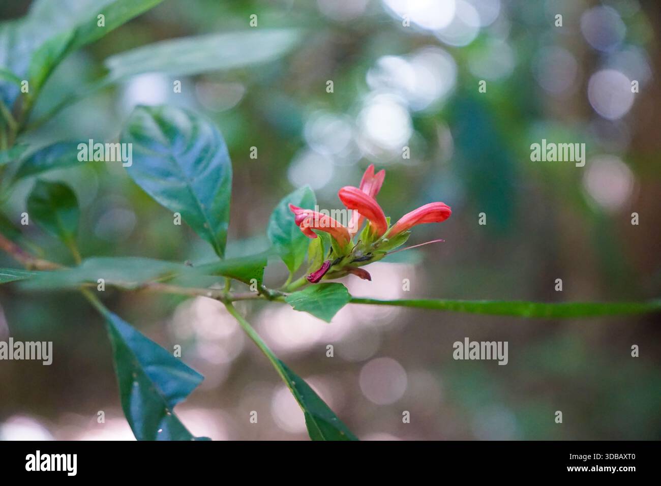 Nahaufnahme einer zarten roten Blume mit grünen Blättern und einem unscharfen natürlichen Hintergrund. Stockfoto