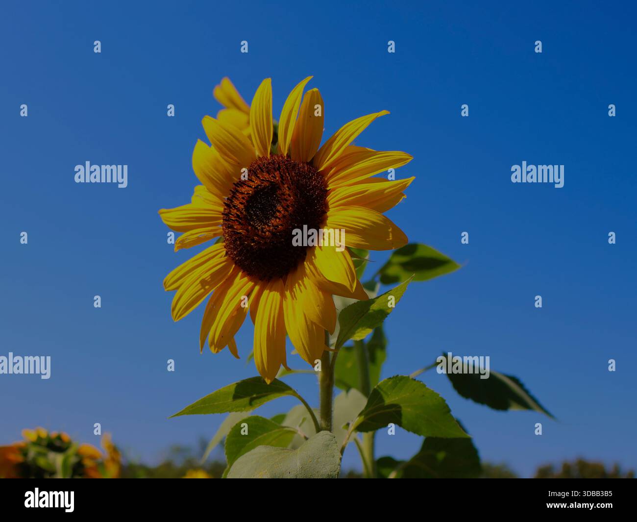 Einzelne große Sonnenblume in einem blauen Himmel Hintergrund Stockfoto