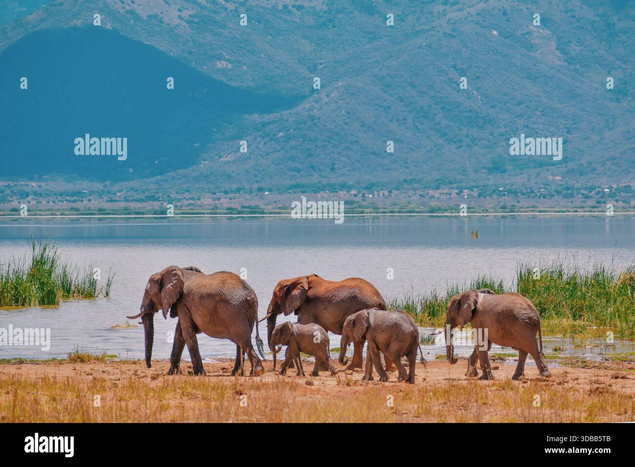 Eine Herde afrikanischer Elefanten - Loxodonta Africana, die am Lake Jipe im Tsavo West National Park in Kenia weidet Stockfoto