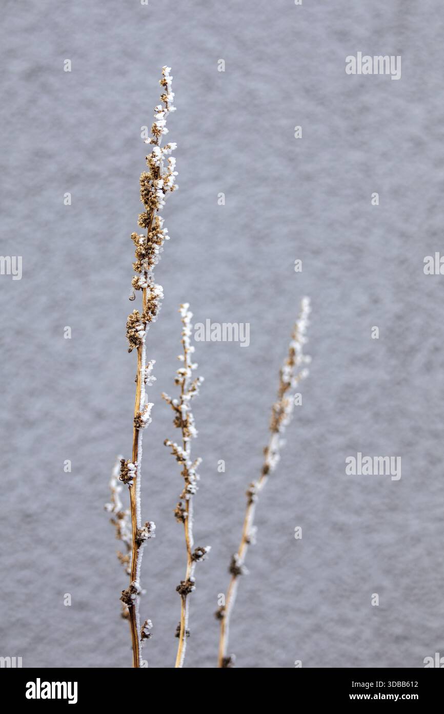 Nahaufnahme von drei getrockneten Stielen, die mit Frost bedeckt sind, vor einem verschwommenen grauen Hintergrund. Die Stiele sind aufrecht und leicht gekrümmt, was die zarte B zeigt Stockfoto