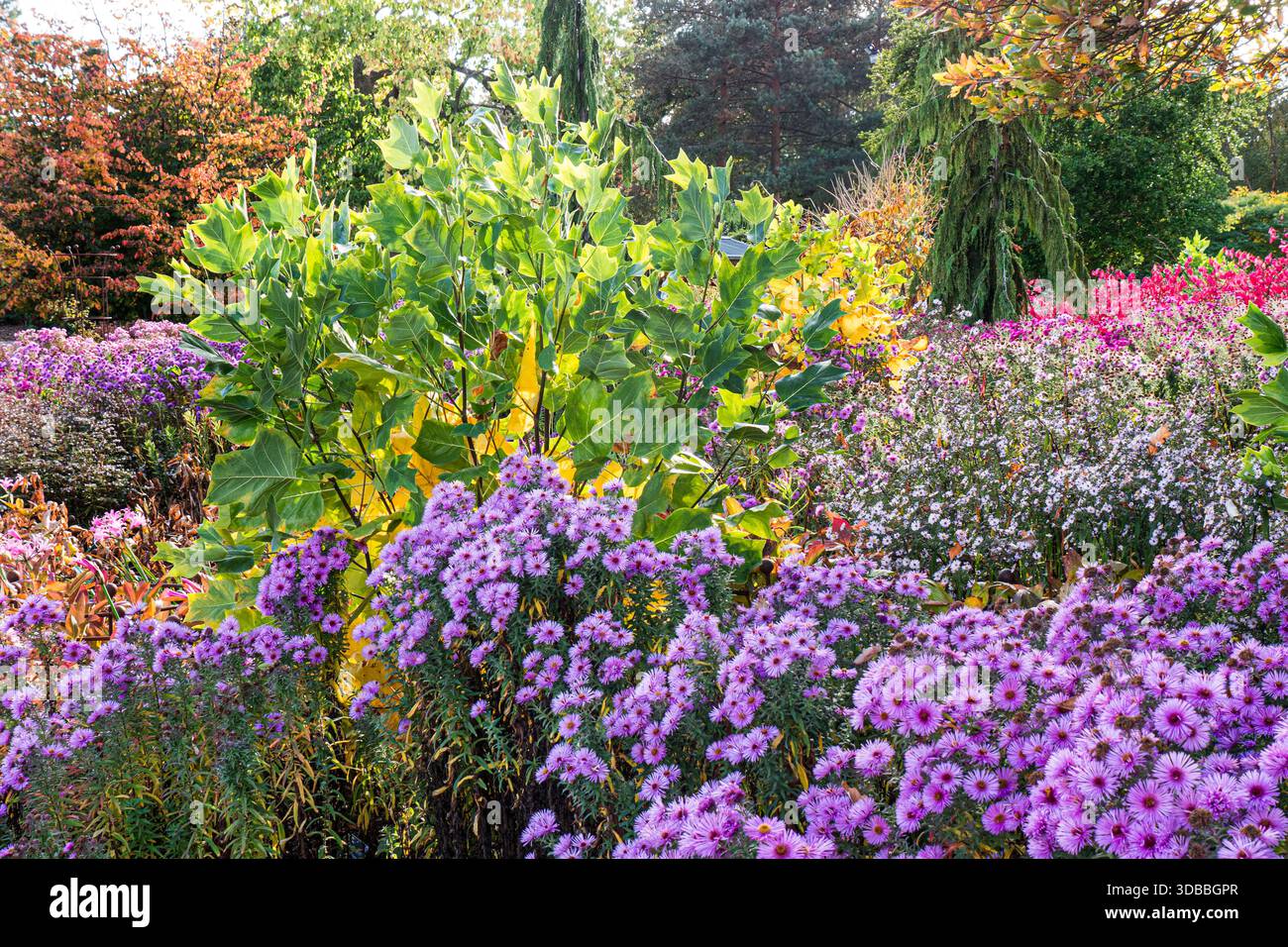RHS WISLEY HERBSTFARBENER, krautiger Rand im Landschaftsgarten mit einer Vielzahl von mehrjährigen Pflanzen und Sträuchern mit ASTER lila Michaelmas Daisies Stockfoto