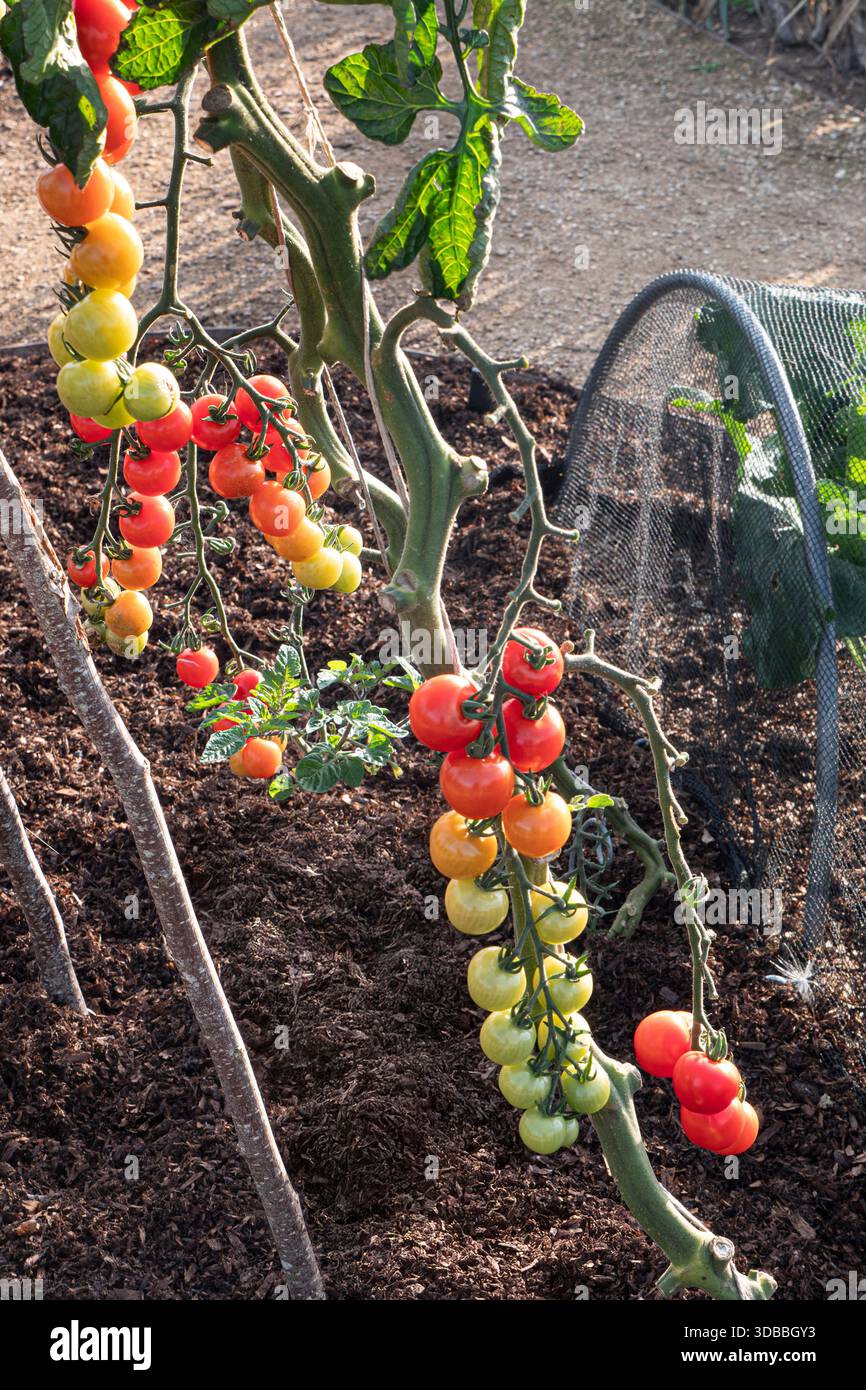 Gepfropfte Tomate „CRIMSON CHERRY“ reift auf Reben in Bio-Küchenregal Surrey UK Stockfoto