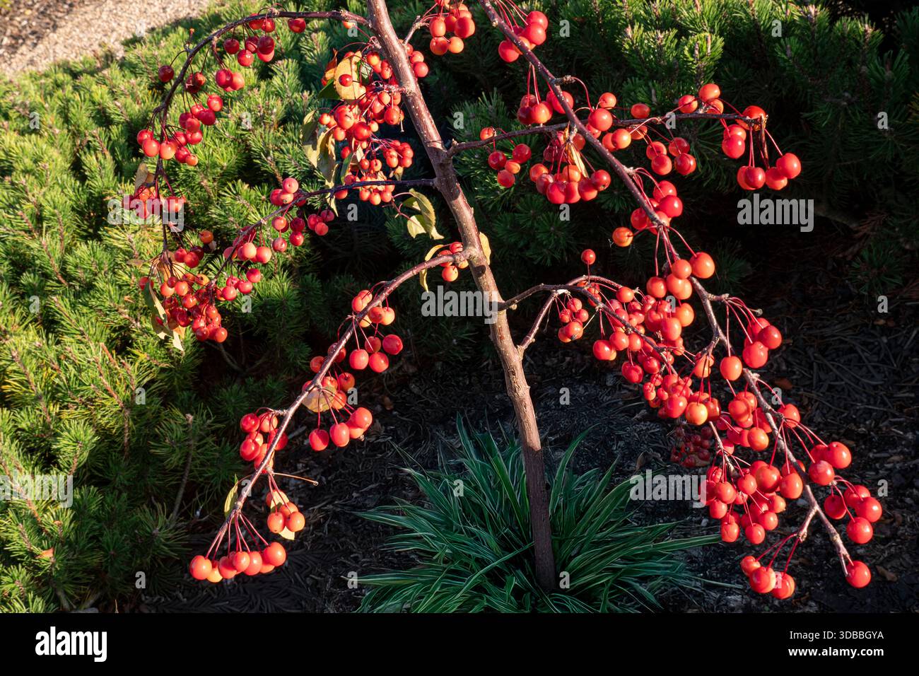 Malus 'Indian Magic' Krabbenapfel Indian Magic Bronze-getöntes Laub folgt den Blüten und dunkelt mit Alter, Laubkrabbenapfel ab. RHS Wisley UK Stockfoto