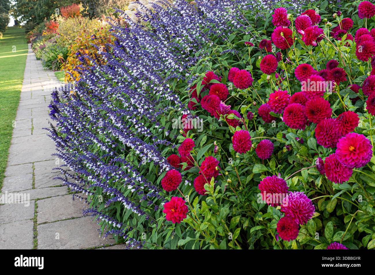 RHS Herbst gepflasterte Grenze mit Dahlia 'Blyton Royal Vevet' mit violett blühender Salvia (Salbei) Gattung dahinter im Spätherbstsonnenschein Wisley Surrey UK Stockfoto