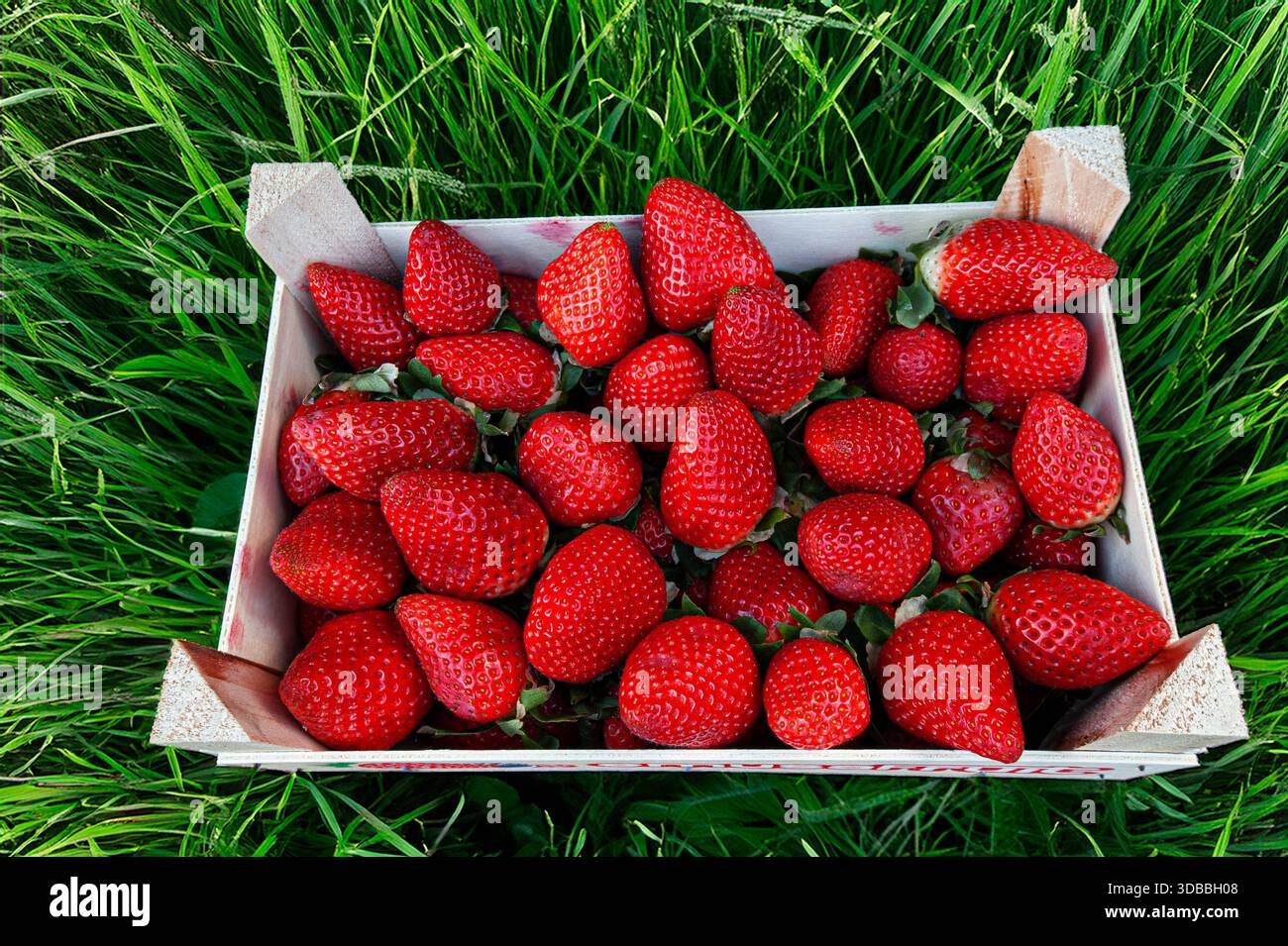 Holzkiste für die Erdbeerernte im grünen Gras-Erdbeerfeld. Stockfoto