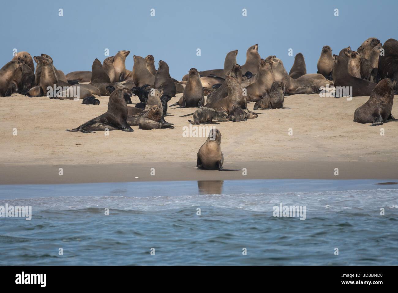 Leones marinos en Angola Stockfoto