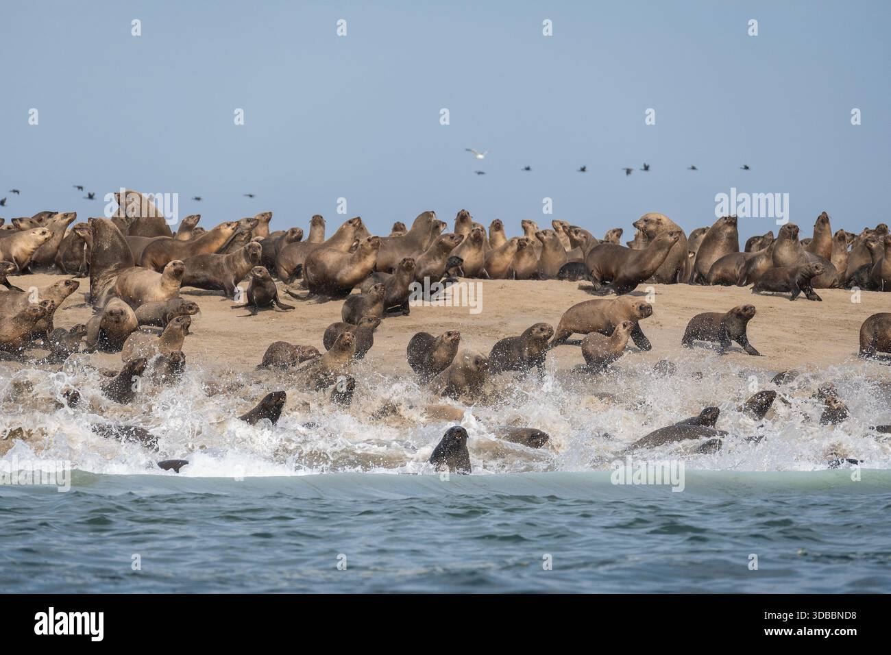 Leones marinos en Angola Stockfoto