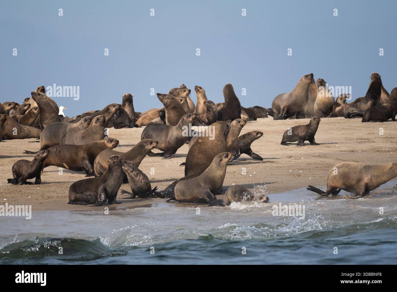 Leones marinos en Angola Stockfoto