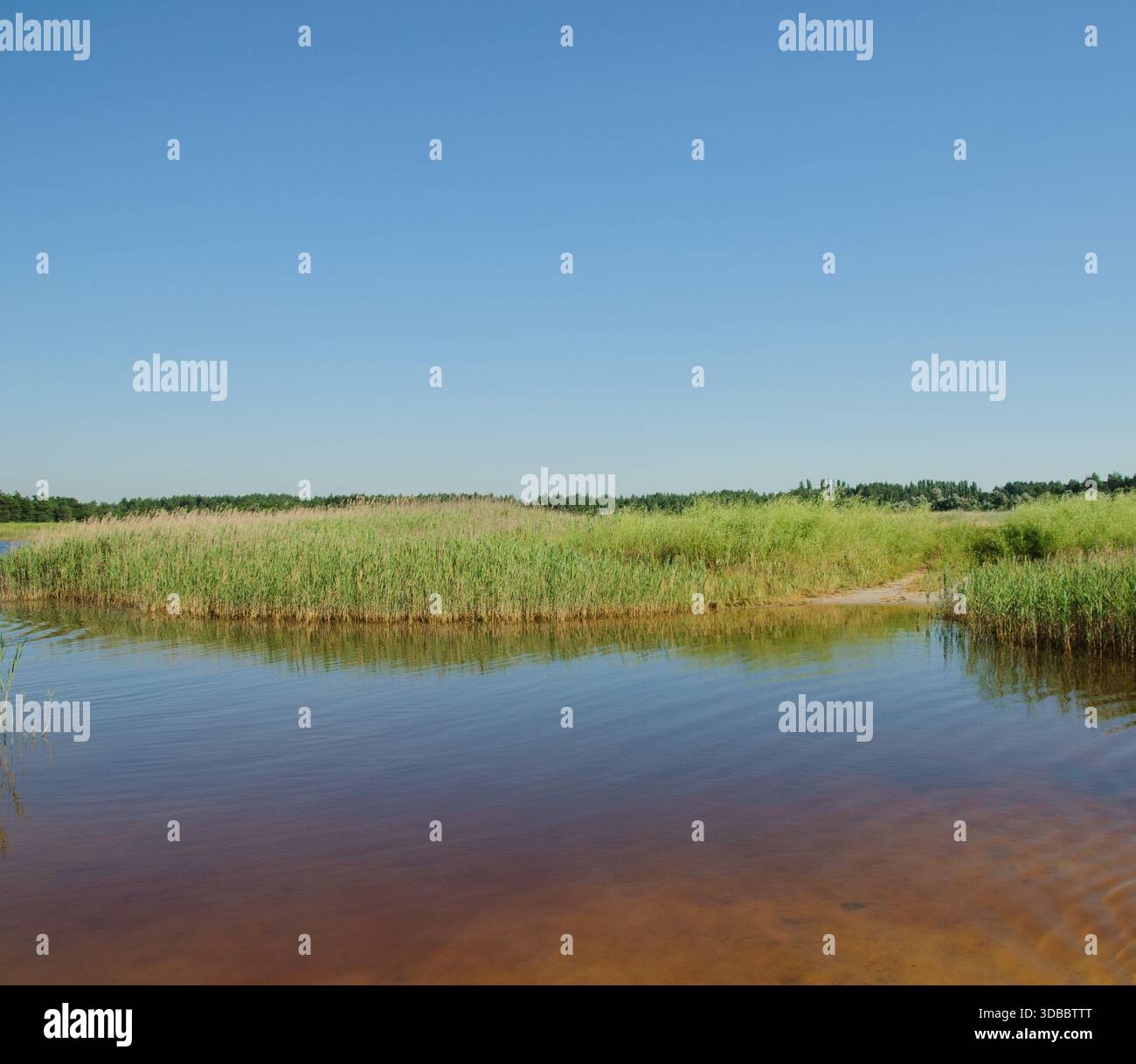Landschaft eines jodhaltigen Stausees in der Region Cherson mit bräunlichem Wasser im Vordergrund, das Ufer umrahmt von dichten Dickicht aus grünem Schilf, Clea Stockfoto