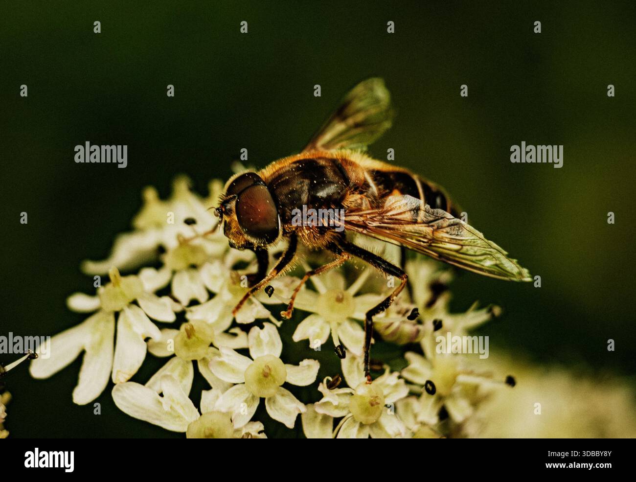 Nahaufnahme einer Biene, die Nektar von weißen Blüten in einem Garten sammelt Stockfoto