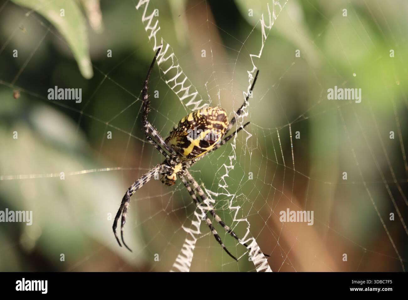 Die gestreifte Spinne ist in ihrem Netz gefangen. Spinnennetz und Spinnen im Gras, Spezies. Die Spinne hat ihre Beute gefangen. Stockfoto