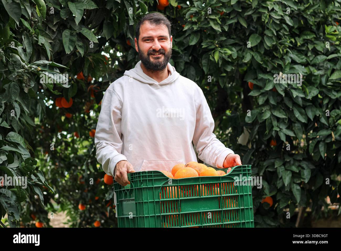 Landwirt, der eine Kiste frisch geernteter Orangen in einem Zitrusgarten hält. Ökologischer Landbau, ländliches Leben und saisonales Fruchterntekonzept. Stockfoto