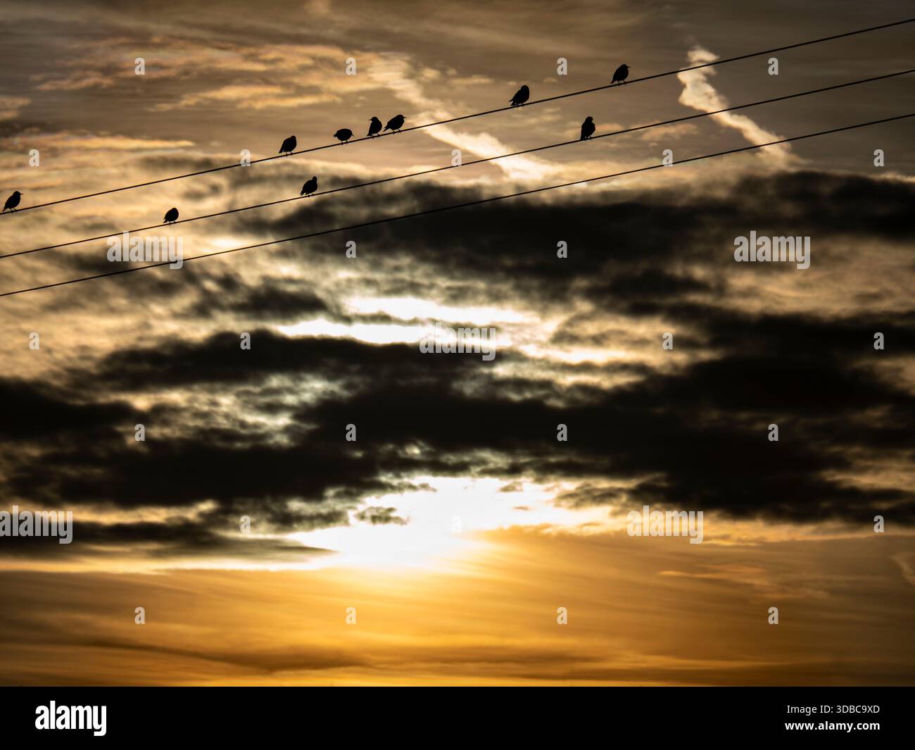 Vögel, die wie Draht sitzen, glühender Winterhimmel in Radley Village. Ich weiß nicht, warum die Leute nicht öfter aufschauen, wenn der Himmel voller sich ständig verändernder Spektakel sein kann. Vielleicht mehr daran interessiert, die nächste Rechnung zu bezahlen. Stockfoto