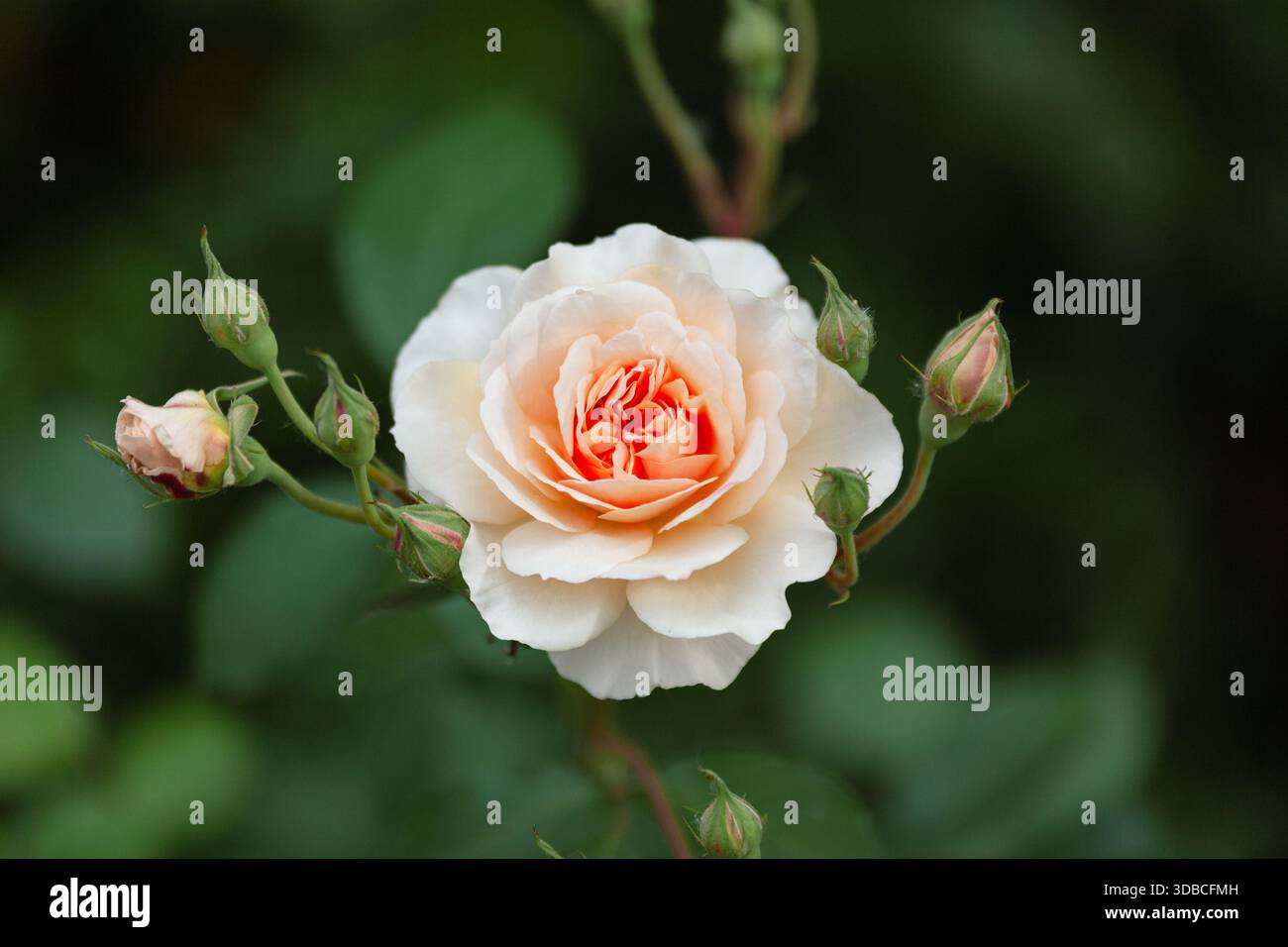 Creme Rose mit Peach Centre und umliegenden Knospen Stockfoto