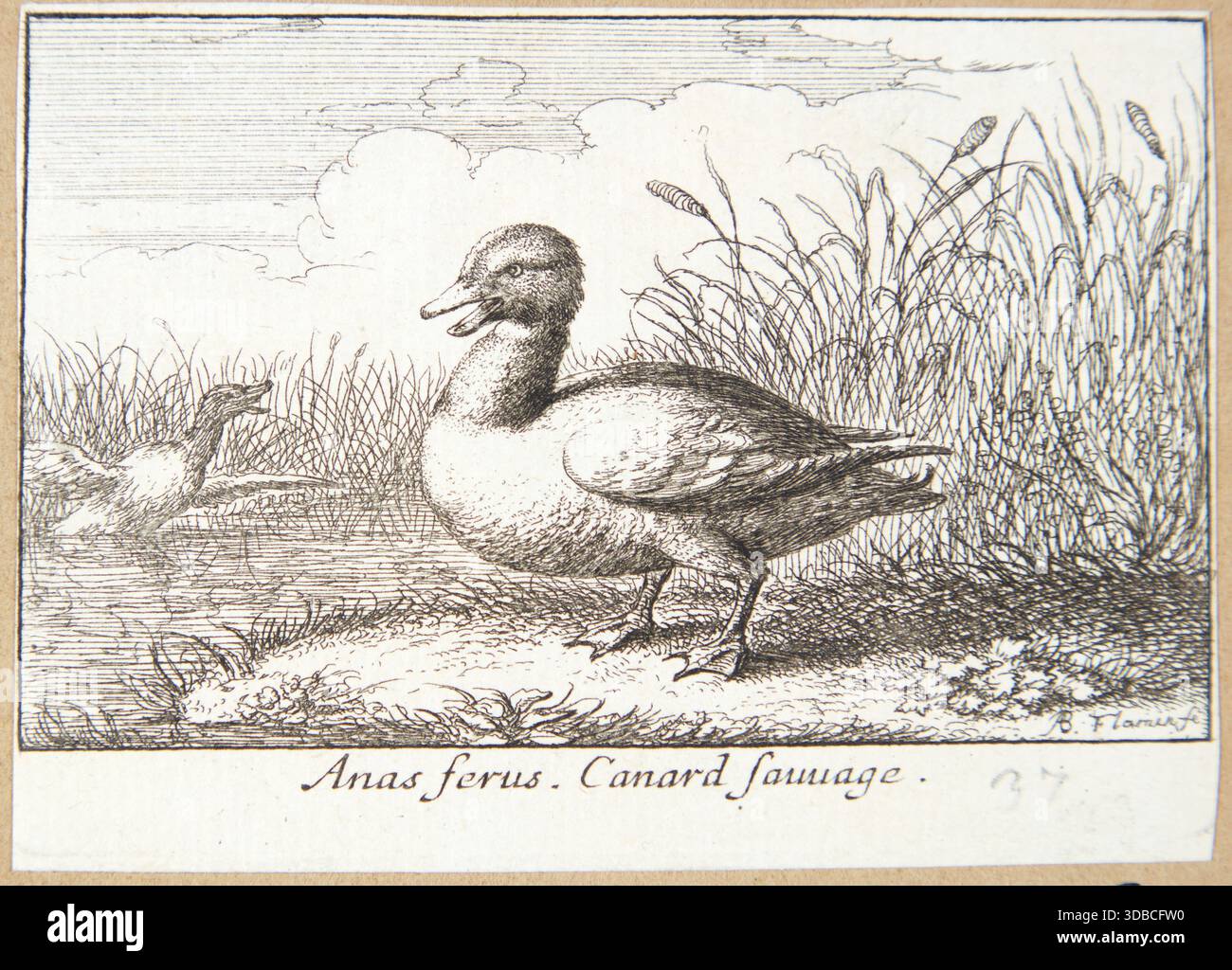 Historisches Illustrationskunstwerk einer Wildente, die als Anas ferus identifiziert wurde, in der Nähe von Feuchtgräsern mit einem anderen Vogel im Hintergrund gezeigt, graviert von Albert Flamen und veranschaulicht das natürliche Verhalten und den Lebensraum. Ca. 1620–1669 Stockfoto