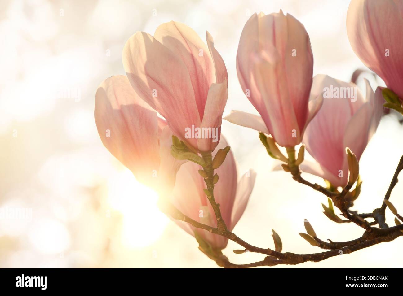 Magnolienblüte in sanftem warmen Morgensonnenlicht mit natürlichem, verschwommenem Hintergrund. Ein hochkarätiges botanisches Frühlingsfoto mit der Sonne hinter Blumen auf A Stockfoto