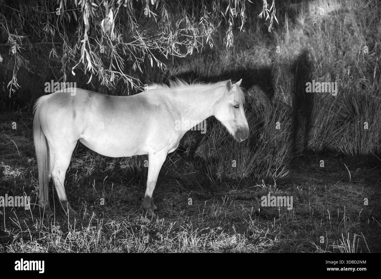 Weiße Stute unter einer Weide (Salix) auf einem Moor, schwarz-weiß, Othenstorf, Mecklenburg-Vorpommern, Deutschland Stockfoto